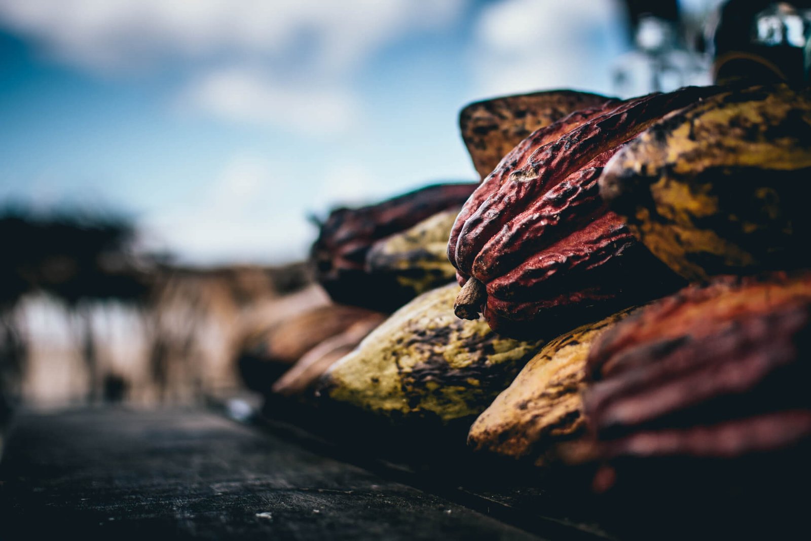 cabosses de cacao